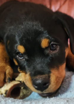 Rottweiler Puppies for Sale