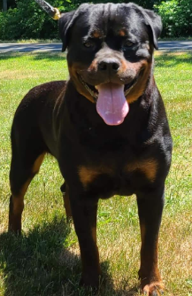 Vancamp Haus of Rottweilers