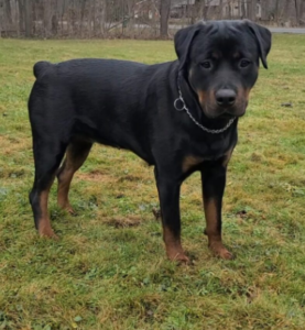Vancamp Haus of Rottweilers
