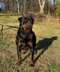 Vancamp Haus of Rottweilers