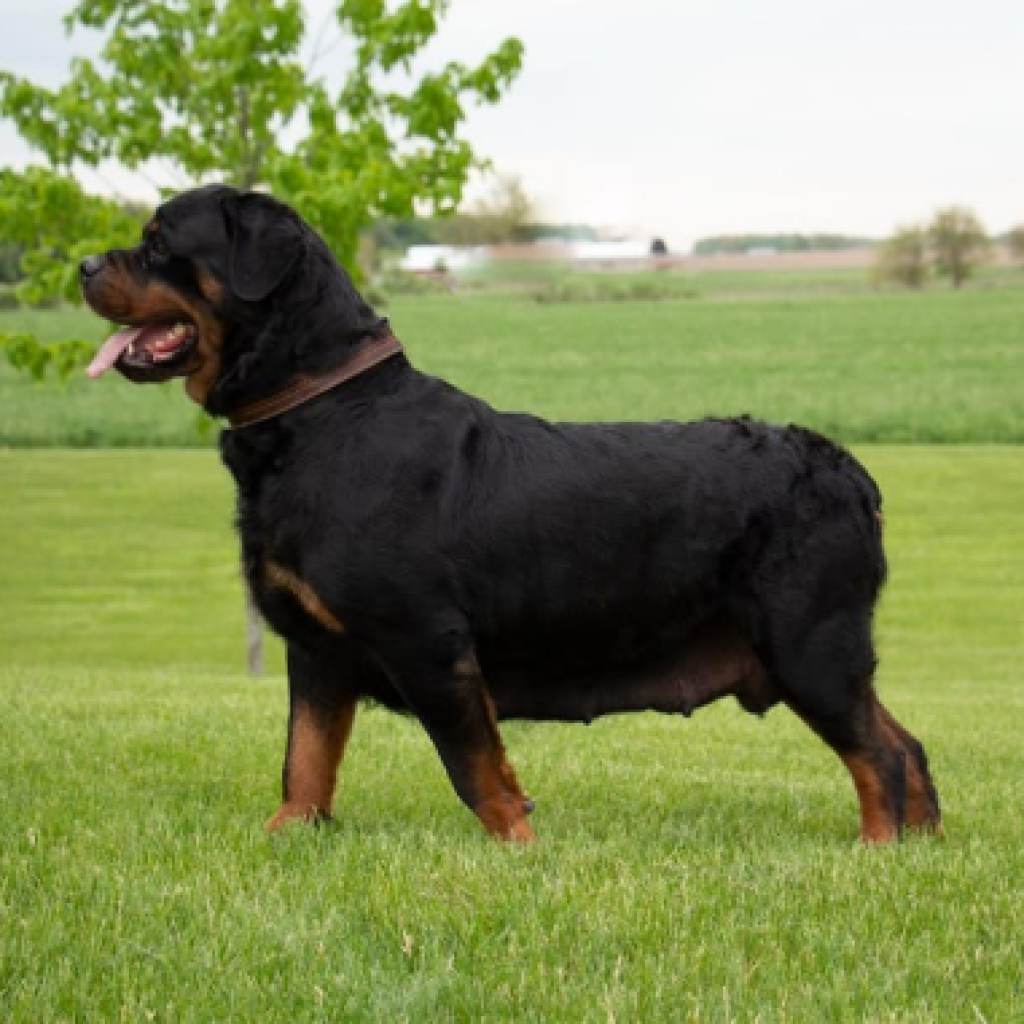 Vancamp Haus of Rottweilers