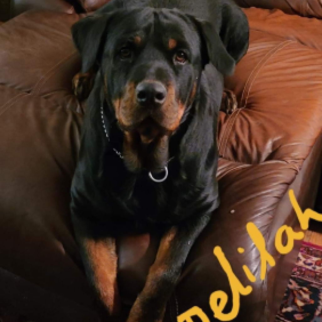 Vancamp Haus of Rottweilers