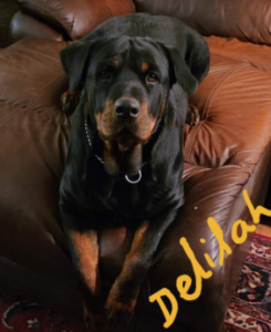 Vancamp Haus of Rottweilers