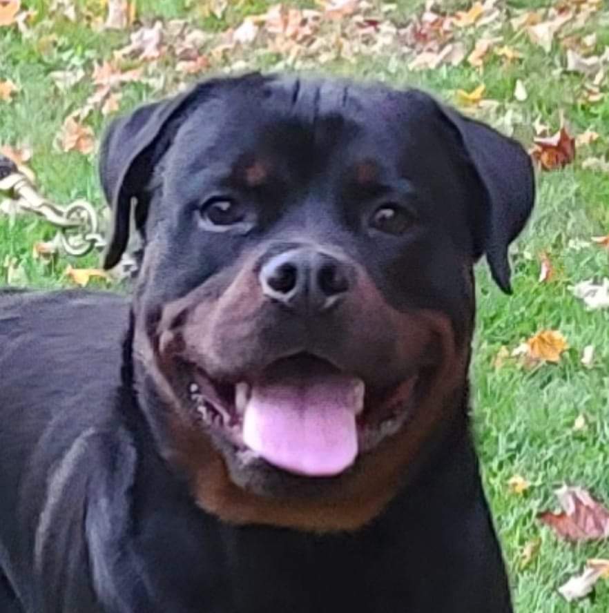 Trusted Rottweiler Breeder USA 