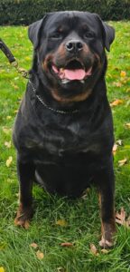Vancamp Haus of Rottweilers