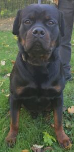 Vancamp Haus of Rottweilers