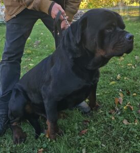 Vancamp Haus of Rottweilers